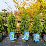  Smrek biely (Picea glauca) ´PERFECTA´ – výška 70-80 cm, kont. C7,5L